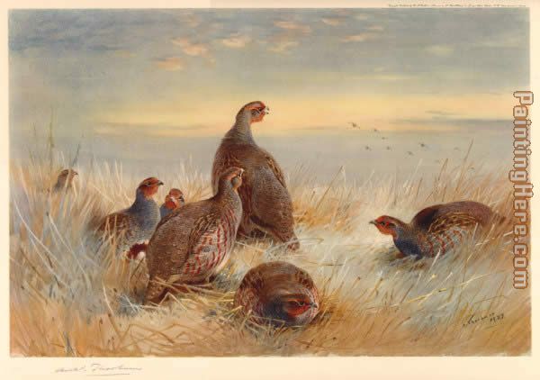 Partridges in the Stubble painting - Archibald Thorburn Partridges in the Stubble art painting